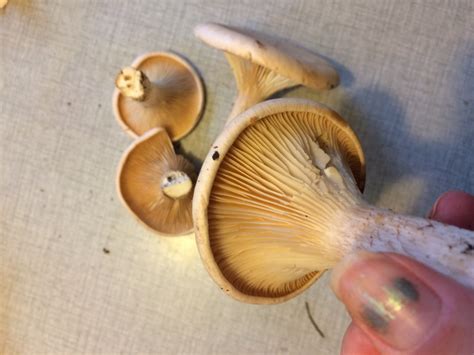 Identifiera svamp